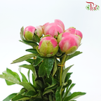 Peony 《牡丹》- Small / Medium Head