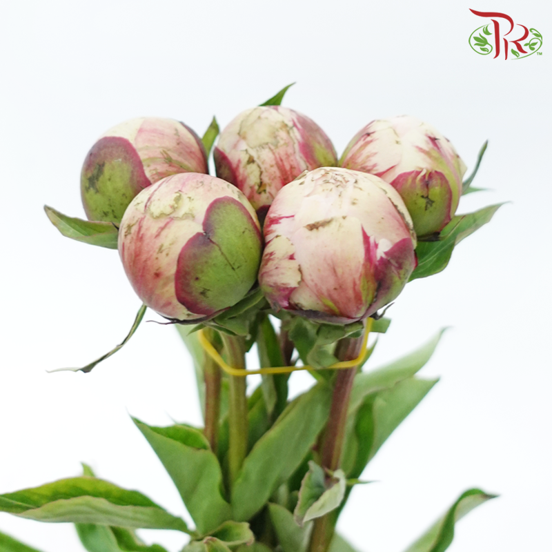 Peony 《牡丹》- Small / Medium Head