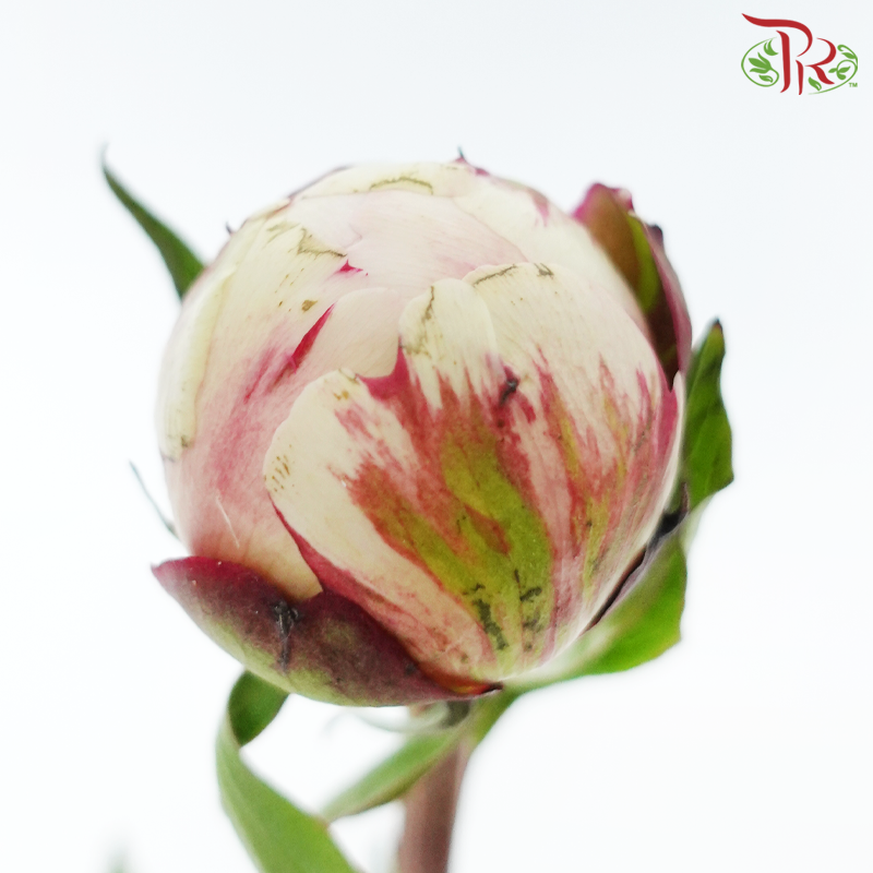 Peony 《牡丹》- Small / Medium Head