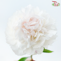 Peony 《牡丹》- Small / Medium Head