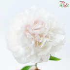 Peony 《牡丹》- Small / Medium Head