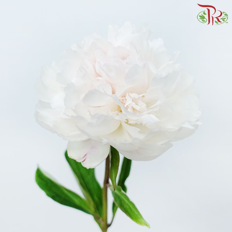 Peony 《牡丹》- Small / Medium Head