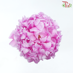 Peony 《牡丹》- Small / Medium Head