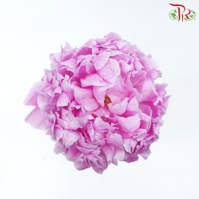 Peony 《牡丹》- Small / Medium Head