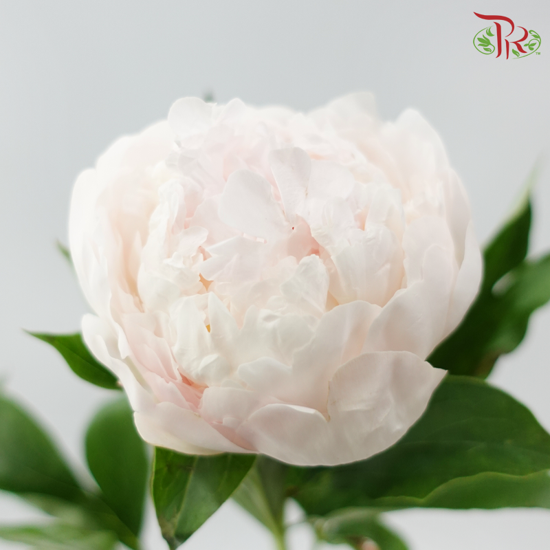 Peony 《牡丹》- Small / Medium Head