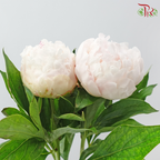 Peony 《牡丹》- Small / Medium Head