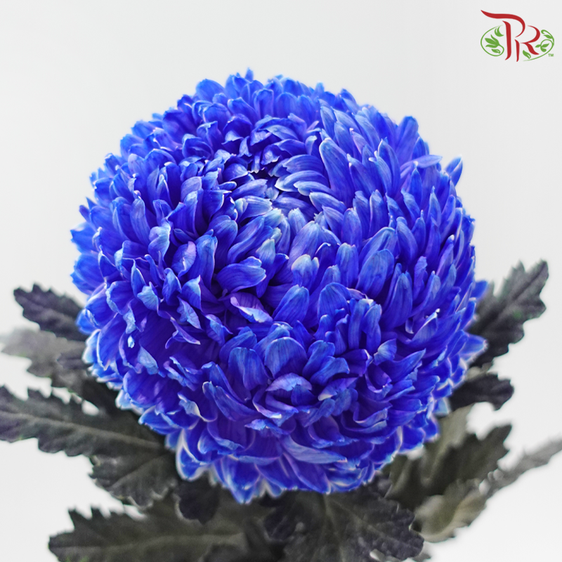 Peony Mum Dyed (Chrysanthemum)