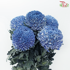 Peony Mum Dyed (Chrysanthemum)