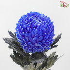 Peony Mum Dyed (Chrysanthemum)
