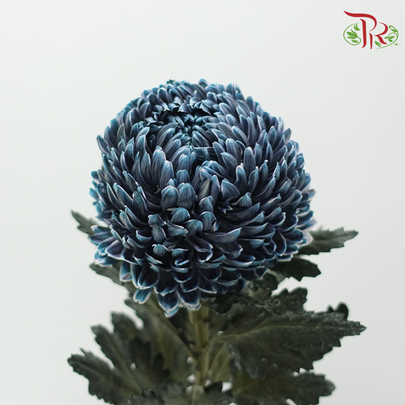Peony Mum Dyed (Chrysanthemum)