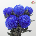 Peony Mum Dyed (Chrysanthemum)