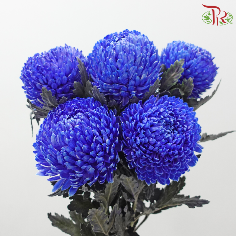 Peony Mum Dyed (Chrysanthemum)