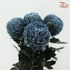 Peony Mum Dyed (Chrysanthemum)