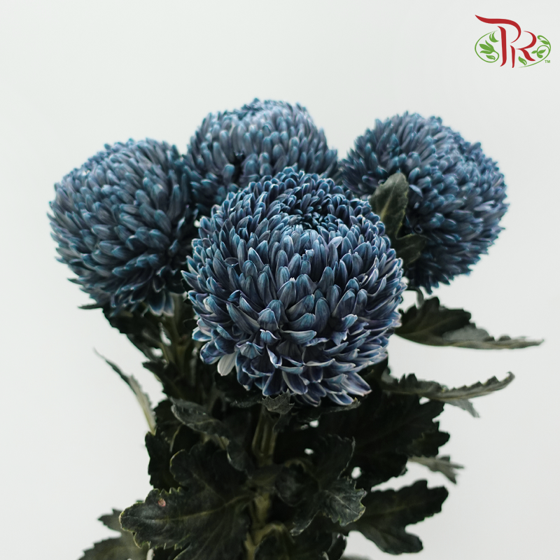 Peony Mum Dyed (Chrysanthemum)