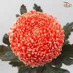 Peony Mum Dyed (Chrysanthemum)