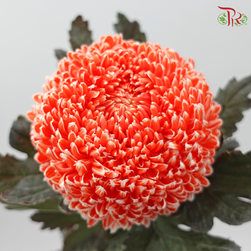Peony Mum Dyed (Chrysanthemum)