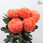 Peony Mum Dyed (Chrysanthemum)