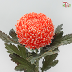 Peony Mum Dyed (Chrysanthemum)