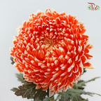 Peony Mum Dyed (Chrysanthemum)