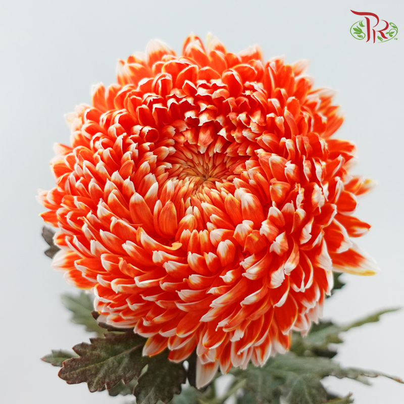 Peony Mum Dyed (Chrysanthemum)