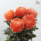 Peony Mum Dyed (Chrysanthemum)