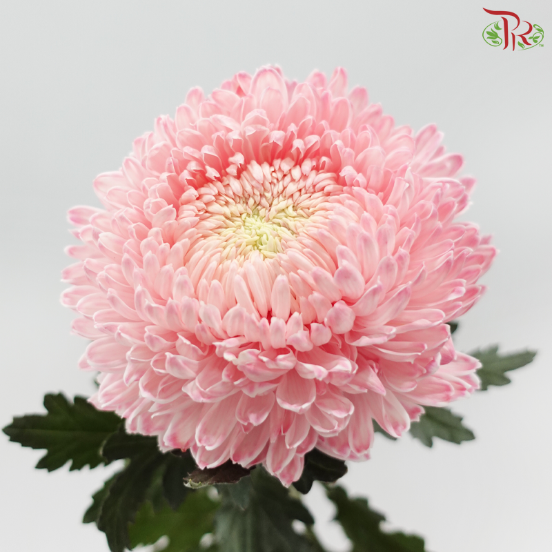 Peony Mum Dyed (Chrysanthemum)