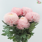 Peony Mum Dyed (Chrysanthemum)