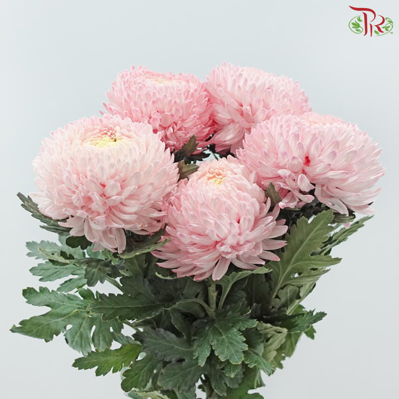 Peony Mum Dyed (Chrysanthemum)