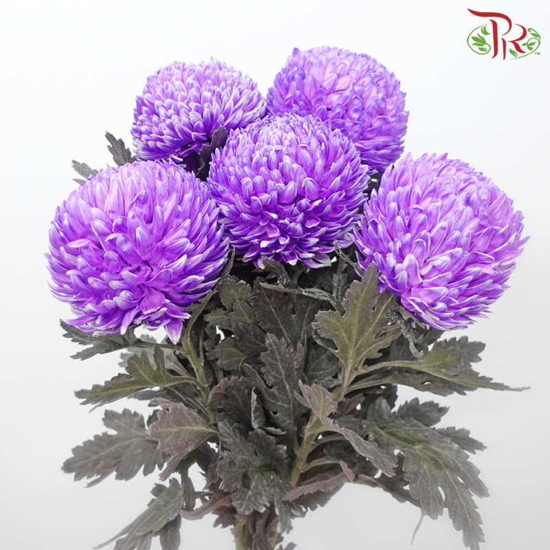 Peony Mum Dyed (Chrysanthemum)