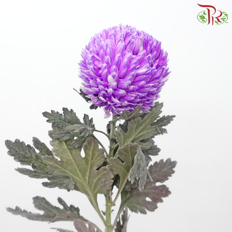 Peony Mum Dyed (Chrysanthemum)