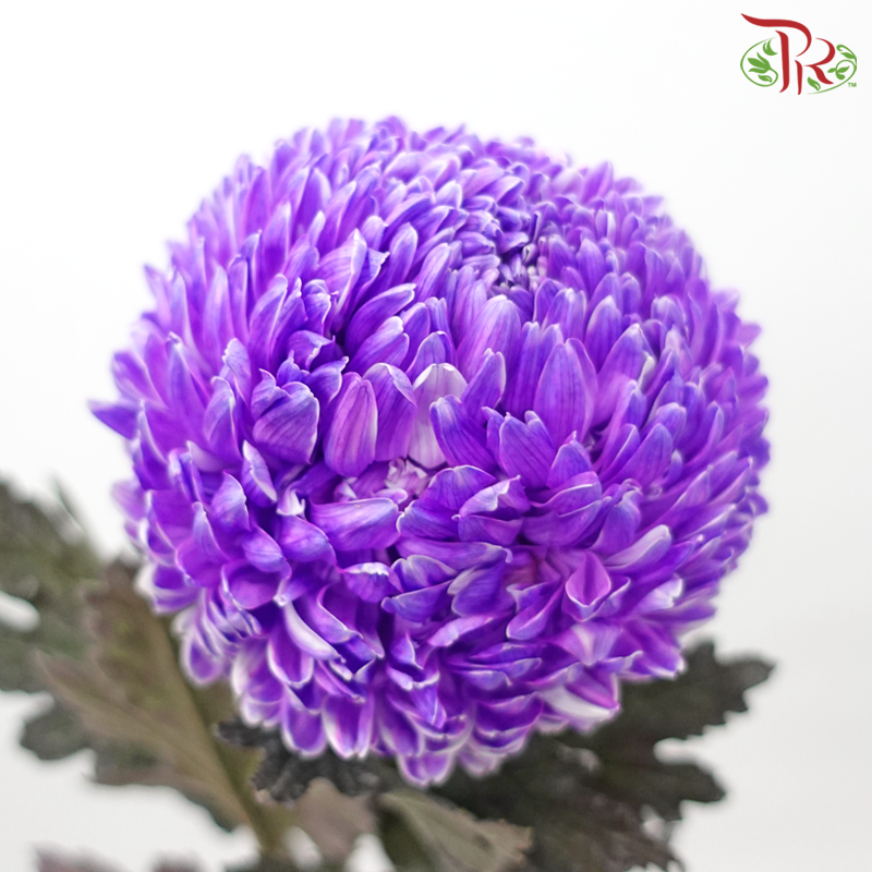 Peony Mum Dyed (Chrysanthemum)