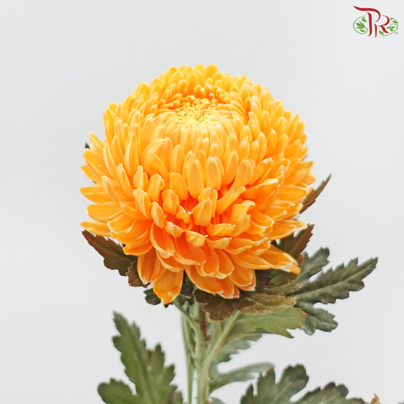 Peony Mum Dyed (Chrysanthemum)