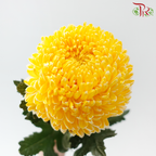 Peony Mum Dyed (Chrysanthemum)