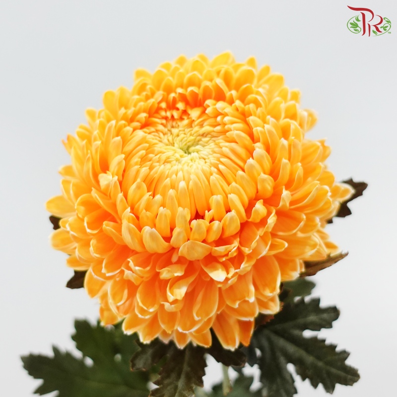 Peony Mum Dyed (Chrysanthemum)