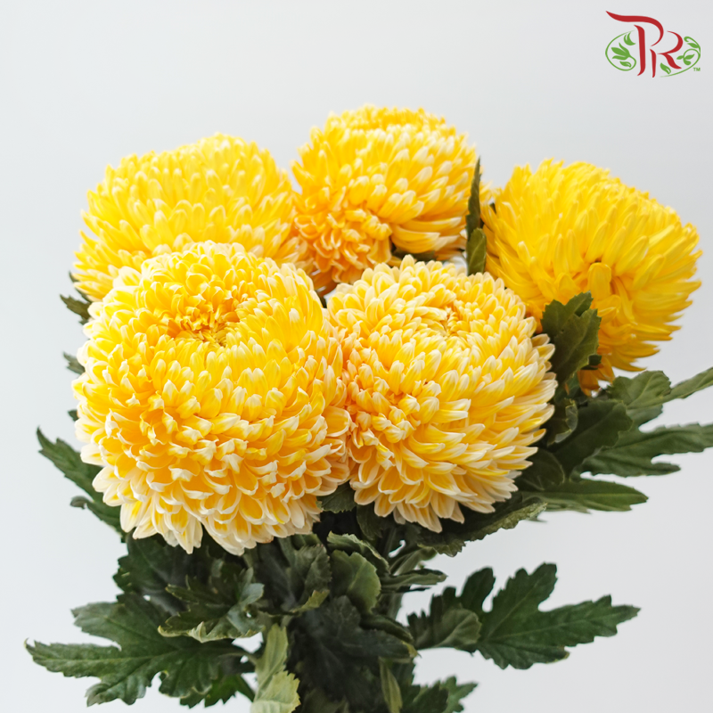 Peony Mum Dyed (Chrysanthemum)