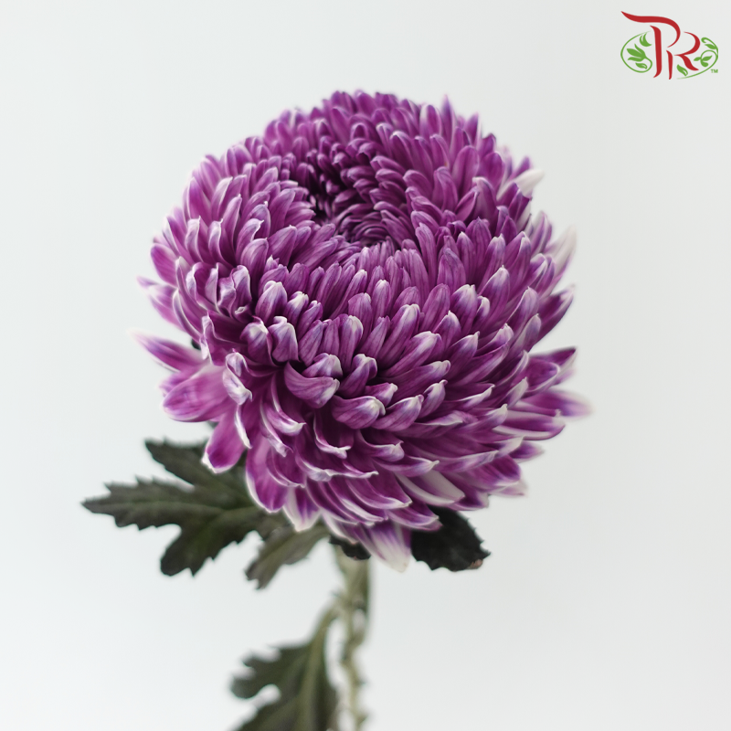 Peony Mum Dyed (Chrysanthemum)