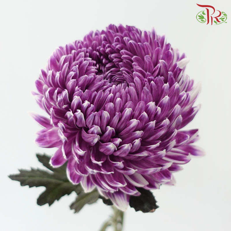 Peony Mum Dyed (Chrysanthemum)