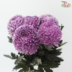 Peony Mum Dyed (Chrysanthemum)