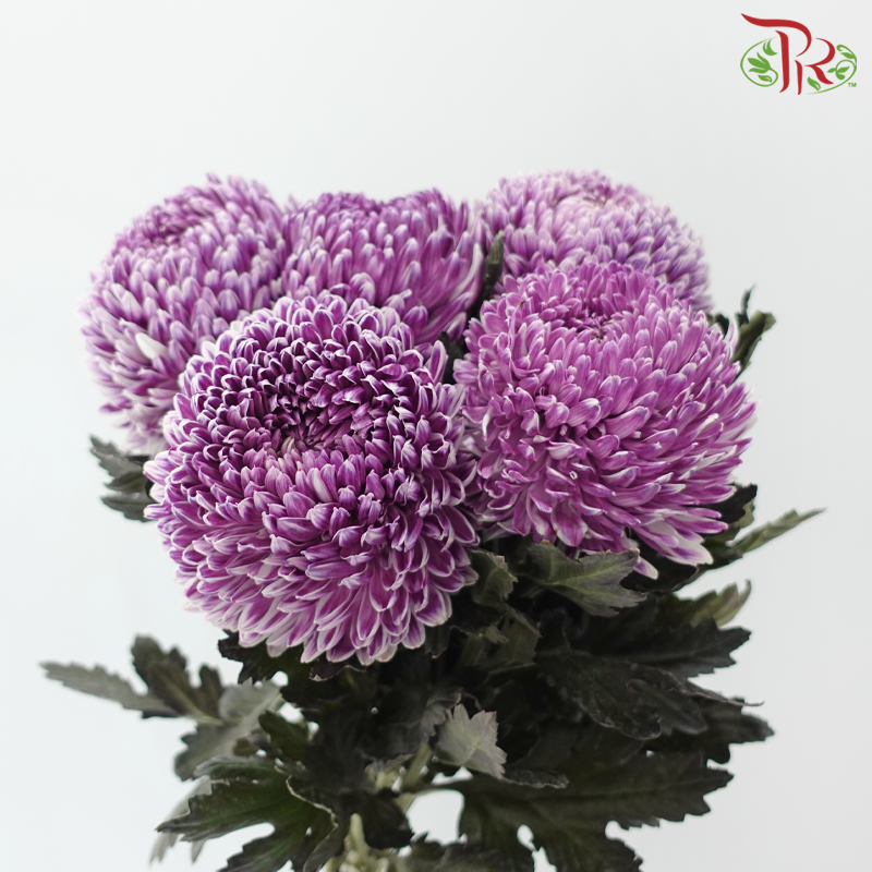 Peony Mum Dyed (Chrysanthemum)