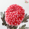 Peony Mum Dyed (Chrysanthemum)