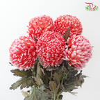 Peony Mum Dyed (Chrysanthemum)