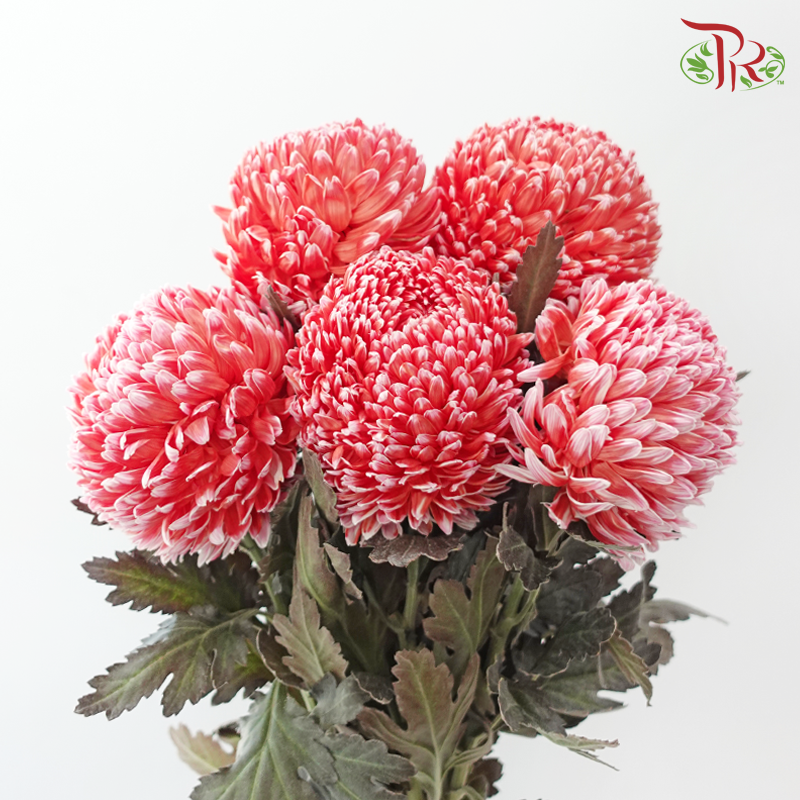 Peony Mum Dyed (Chrysanthemum)