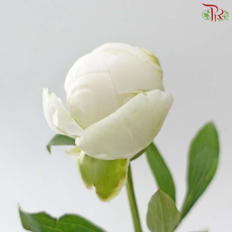 Peony