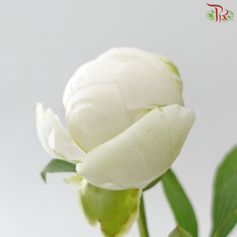 Peony