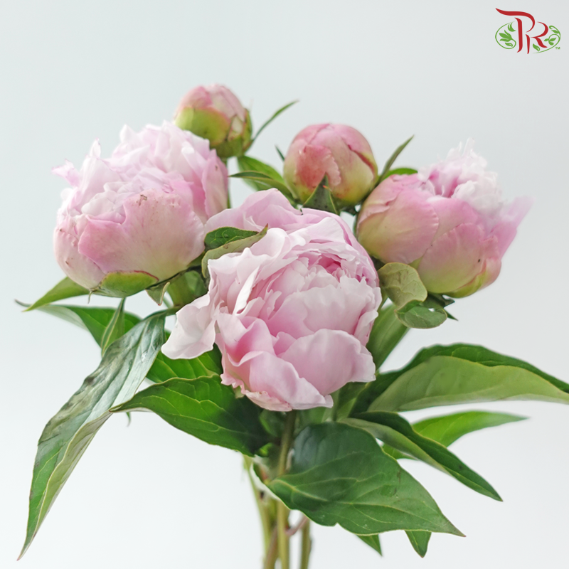 Peony