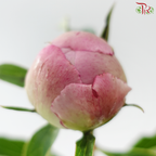 Peony