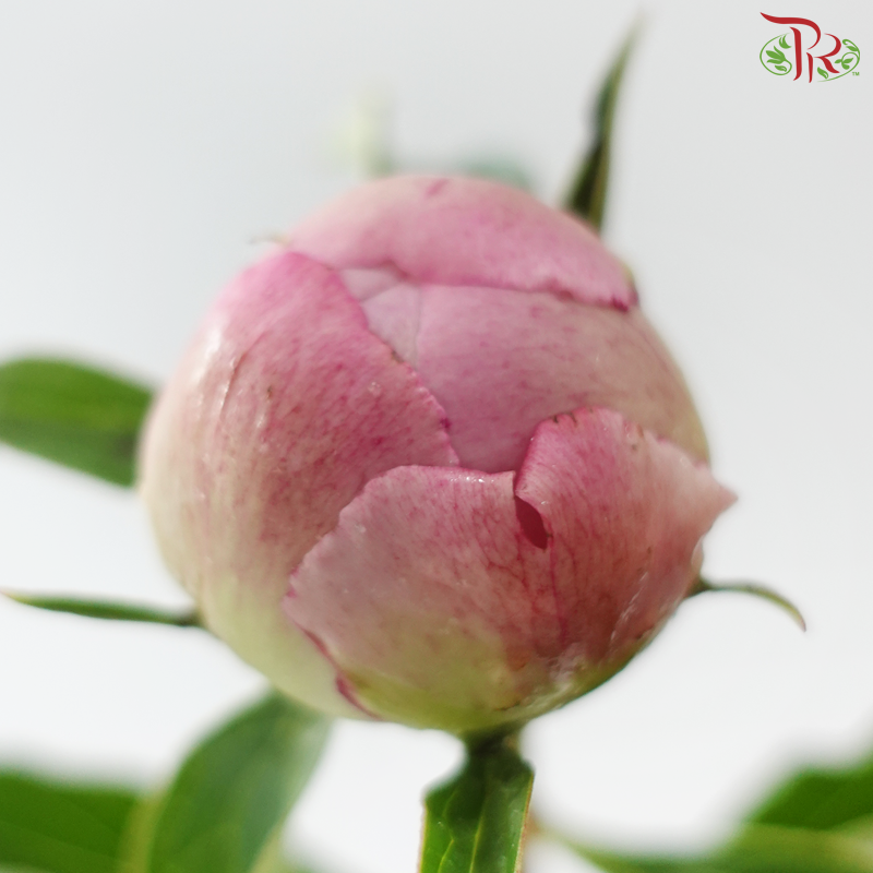 Peony