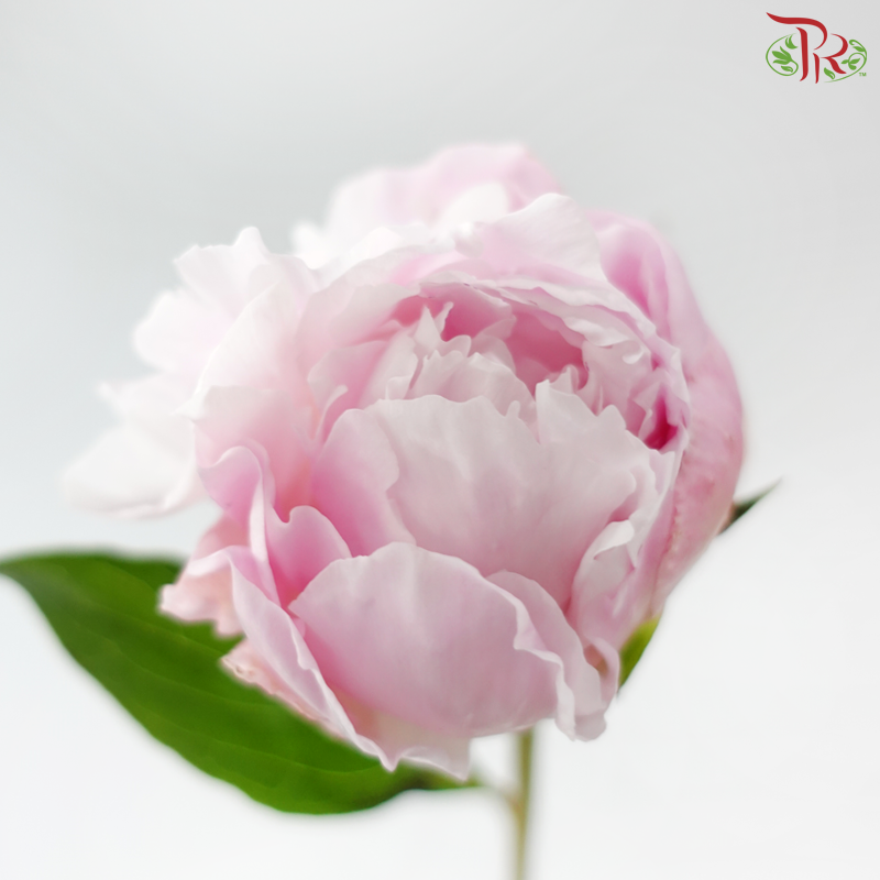 Peony