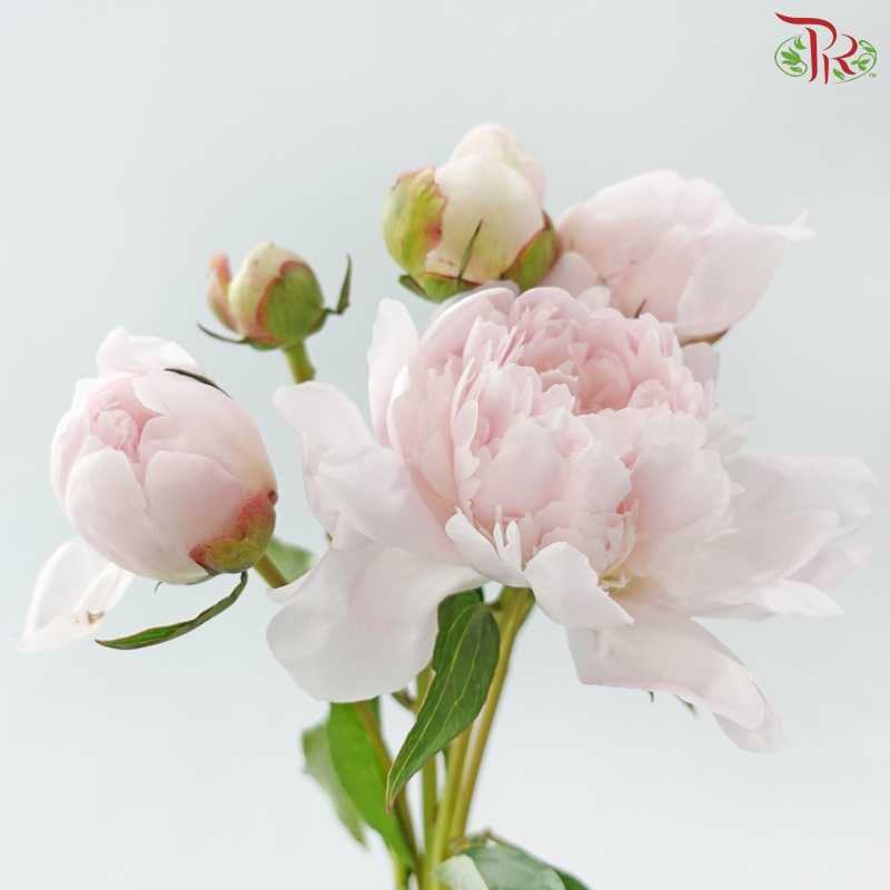 Peony