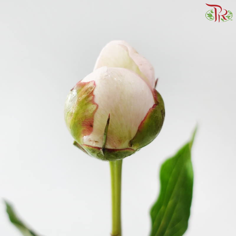 Peony
